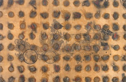 Fossils Series Carboniferous